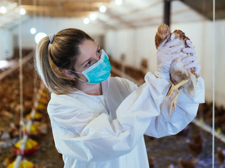 Veterinarian holding a chick in chicken farm
