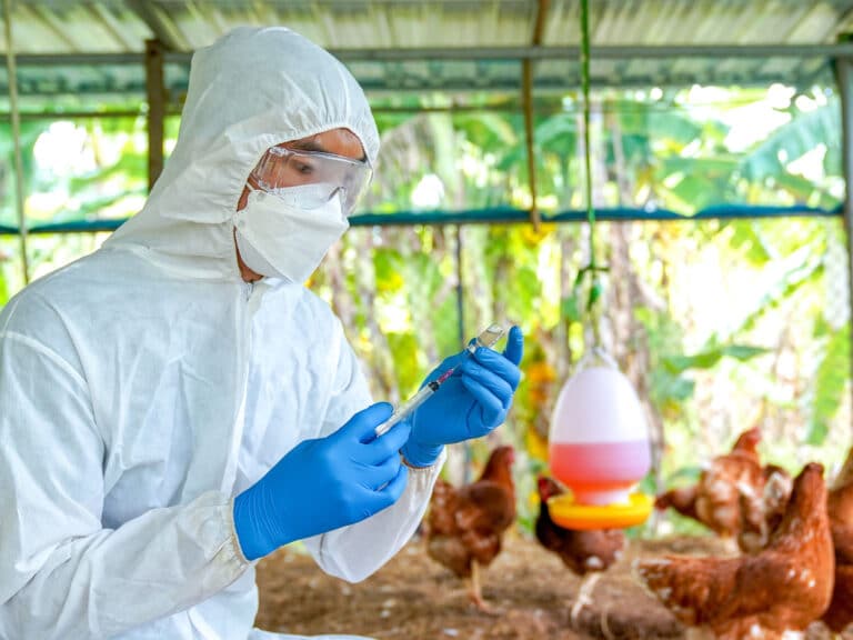 Veterinarians vaccinate against diseases